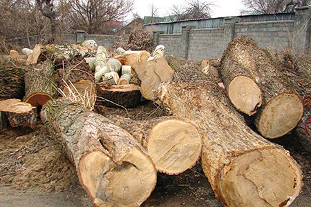 В зоопарке Алматы снесли более 100 деревьев