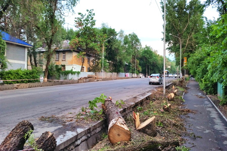 В&nbsp;Алматы предложили ужесточить наказание за&nbsp;вырубку деревьев
