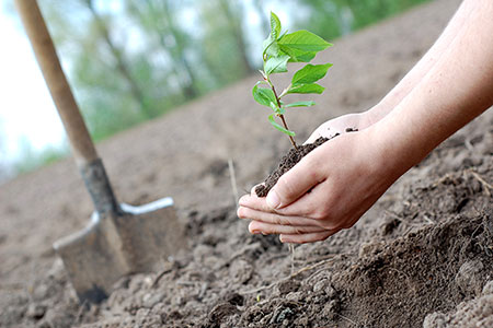 В Астане одобрили программу «Один миллион деревьев»