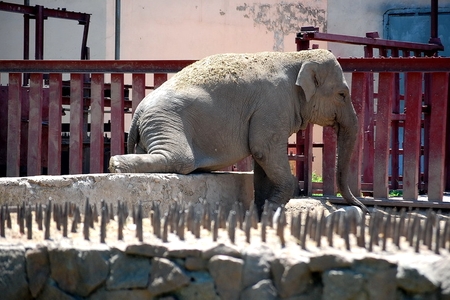 Алматинский зоопарк может стать лучшим в Евразии