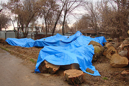 В Алматы готовят петицию в защиту деревьев
