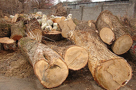 В&nbsp;Алматы предложили повысить штрафы за&nbsp;незаконную вырубку&nbsp;деревьев