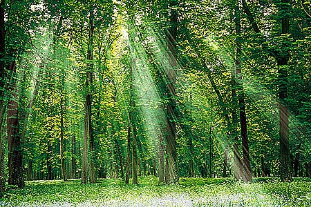 Как будет выглядеть астанинский лес?