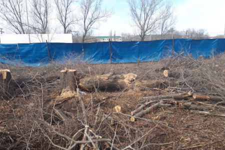 В&nbsp;Алматы по&nbsp;поддельному разрешению снесли 35&nbsp;деревьев
