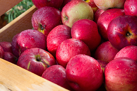 В районе Бутаковки высадят 6 тысяч яблонь
