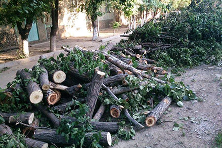 Куда жаловаться на незаконную вырубку деревьев