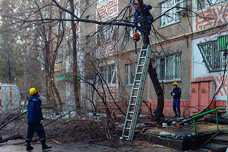 В&nbsp;Алматы ужесточат ответственность за&nbsp;незаконную вырубку деревьев