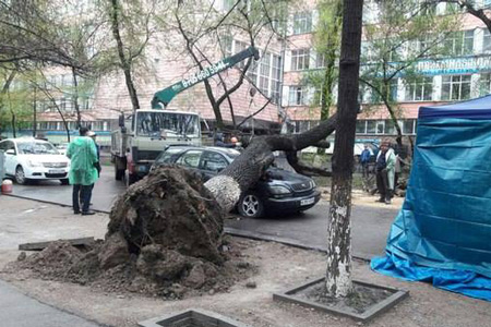 В&nbsp;Алматы вырубят аварийные деревья