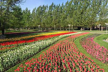 Парк Первого Президента украсит топиарный сад