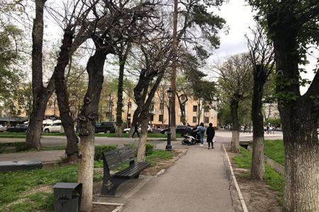Варварскую обрезку деревьев в&nbsp;Алматы объяснили чиновники