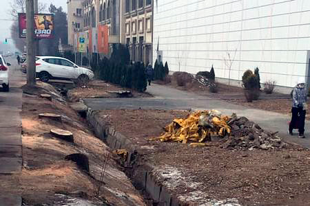 Президент поручил разобраться с&nbsp;незаконной вырубкой деревьев в&nbsp;Алматы