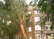В Усть-Каменогорске на дом упало дерево (фото)