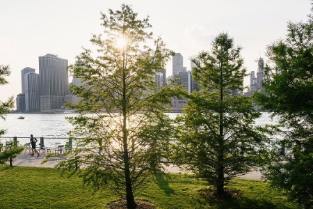 Искусственные деревья для очистки воздуха создали в США