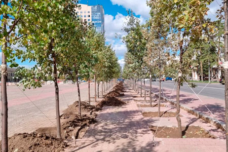 На&nbsp;старой площади Нур-Султана высадили деревья
