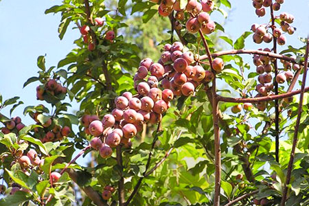 На Коктобе высадят яблони Сиверса