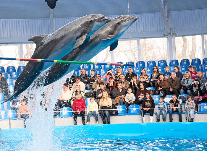 В Алматы всё же планируют строить дельфинарий