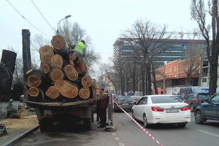 За спил деревьев на ул. Желтоксан уволили чиновника